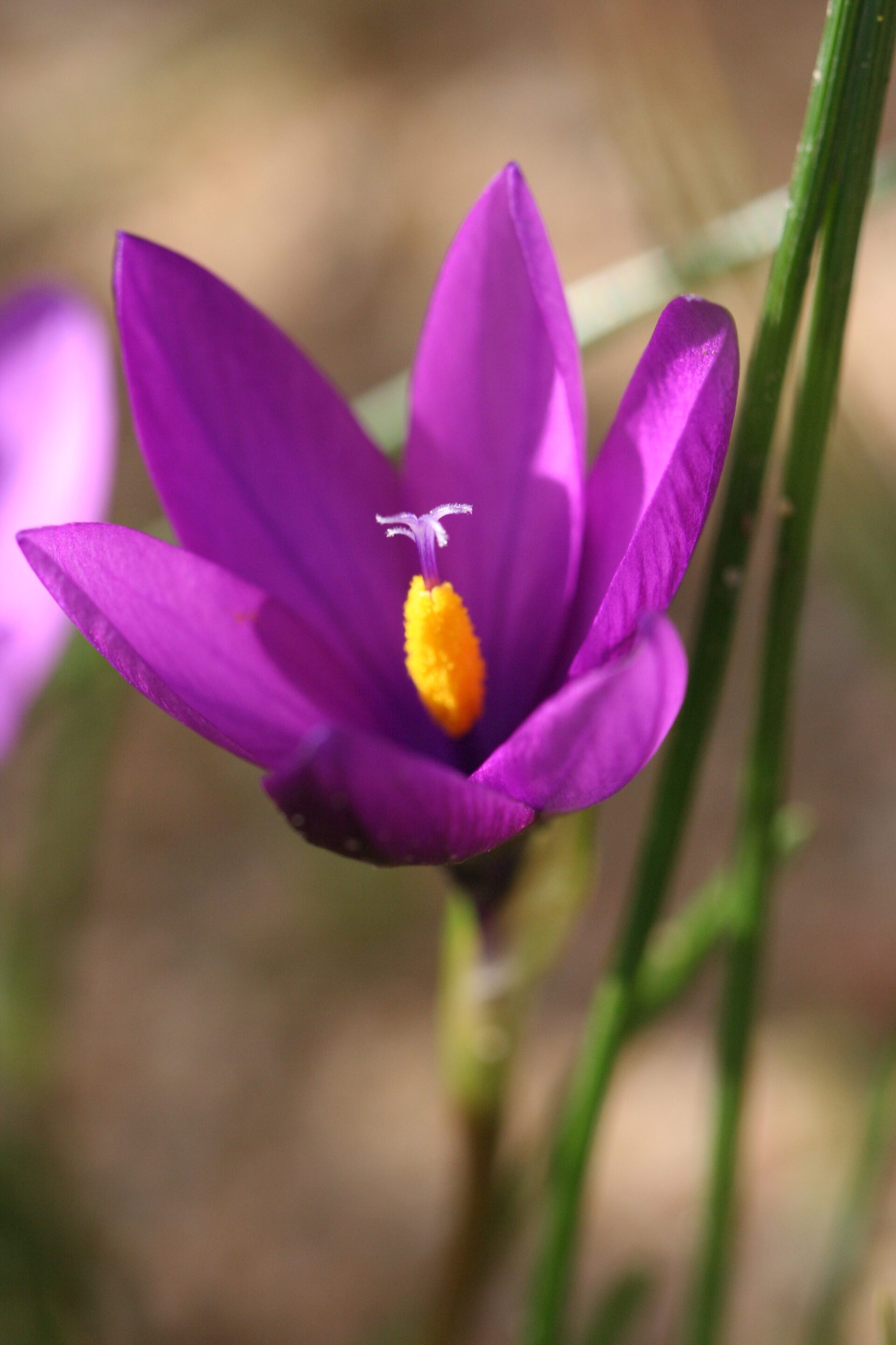 Romulea requienii (rara)