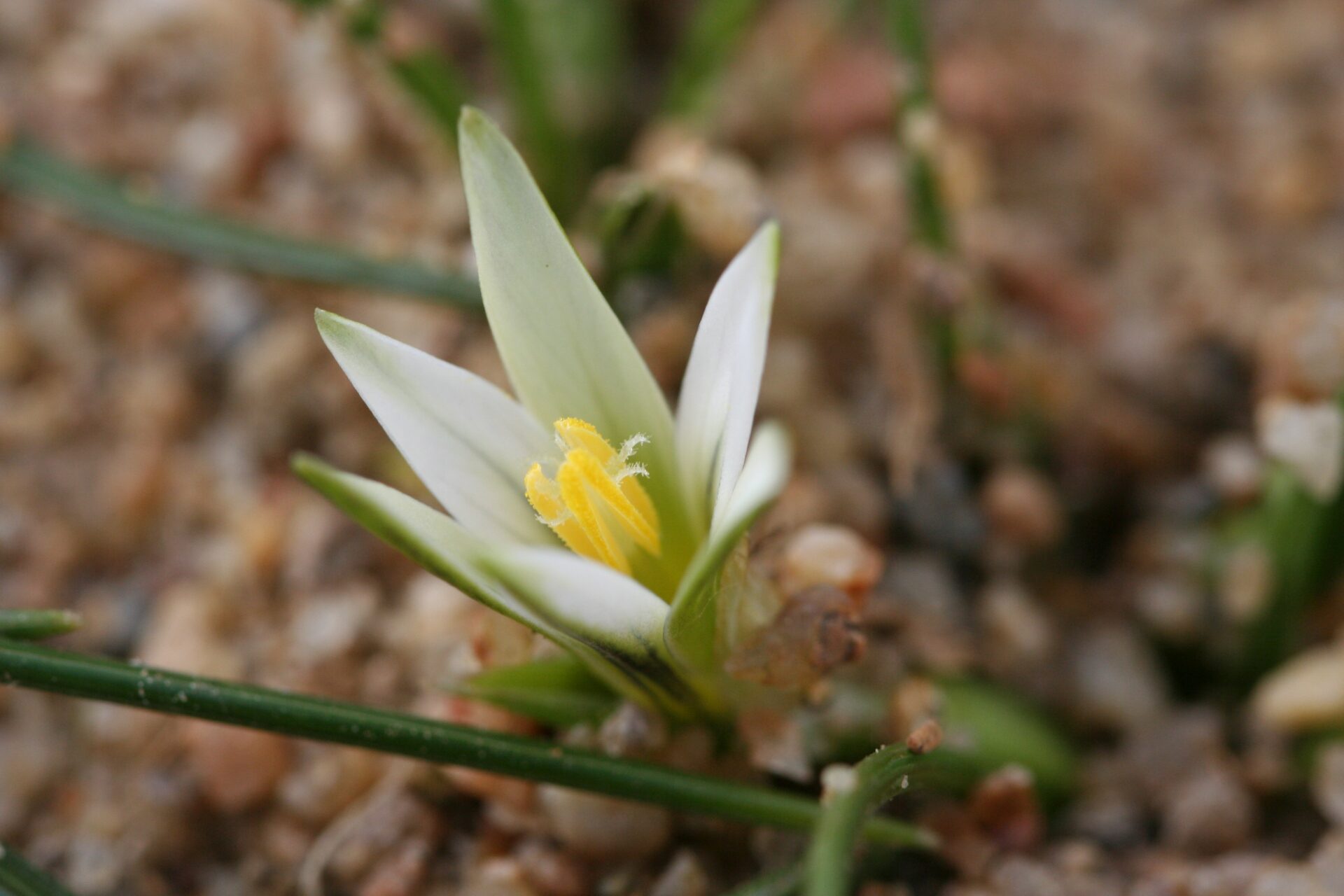 Romulea rollii (rara)