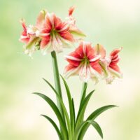 Hippeastrum (Gr.01 Galaxy) DUET DREAM