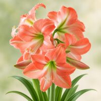 Hippeastrum (Gr.01 Galaxy) KING STAR