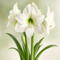 Hippeastrum (Gr.01 Galaxy) MOSCOW