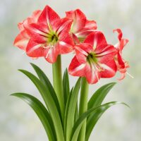 Hippeastrum (Gr.01 Galaxy) SHINING STAR
