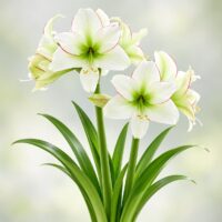 Hippeastrum (Gr.01 Galaxy) SISSI
