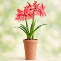 Hippeastrum (Gr.04 Double Galaxy) WILD ROMANCE